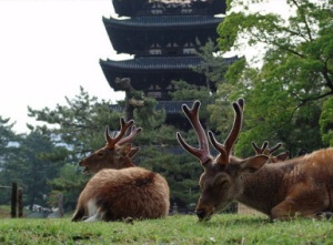 9. Nara Park